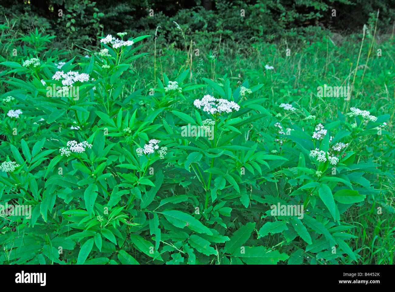 Danewort Dwarf Elder European Dwarf Elder Walewort (Sambucus ebulus) flowering Stock Photo