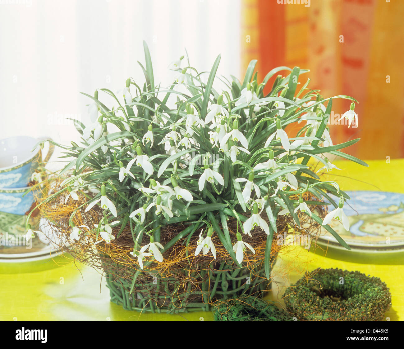 common snowdrops Stock Photo