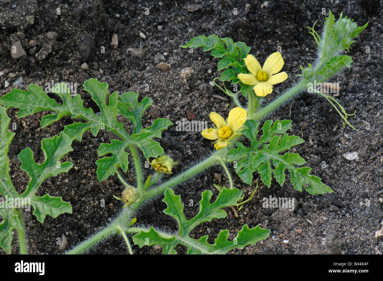 Water Melon (Citrullus lanatus var. vulgaris), twig with leaves and flowers Stock Photo