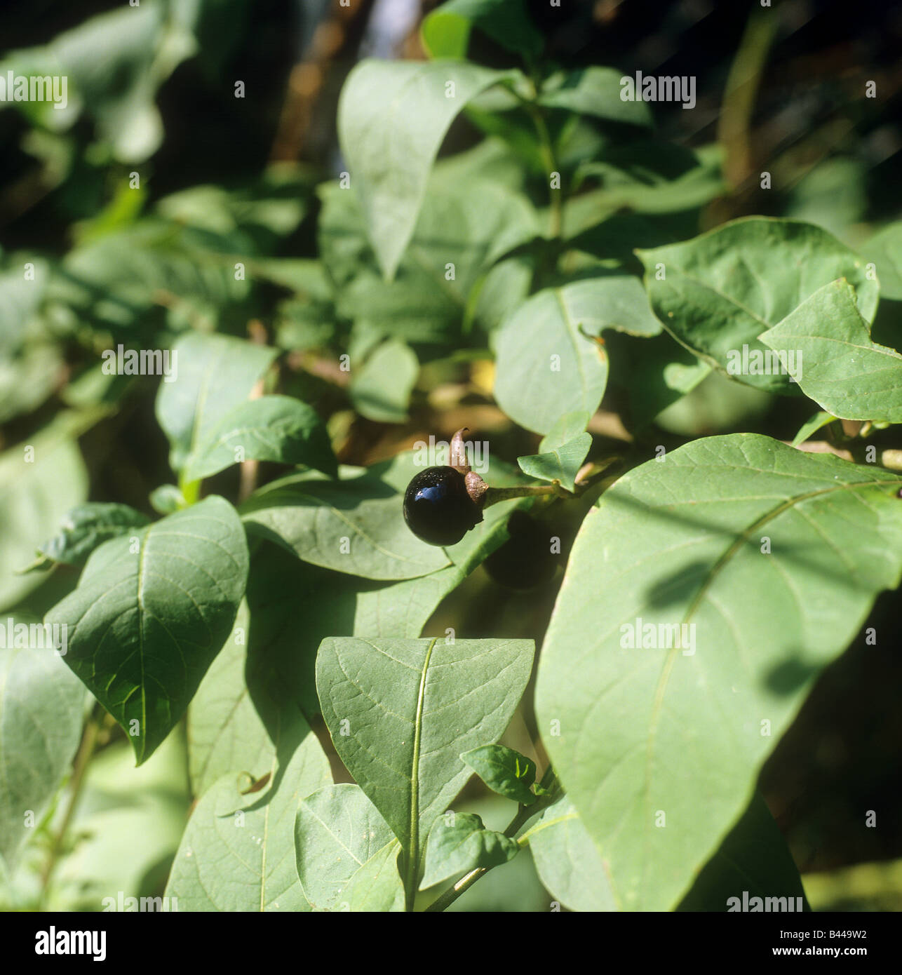 deadly nightshade Stock Photo