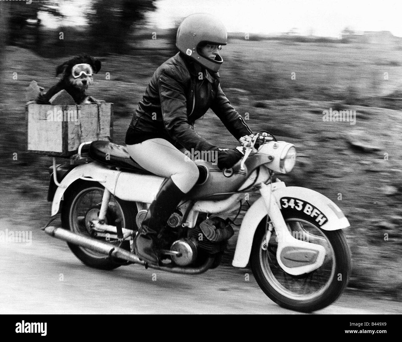 Sue Maddock 21 and her dog Moth who she transports around in the pillion box on her motorbike Dog wearing goggles Motor cycle Stock Photo