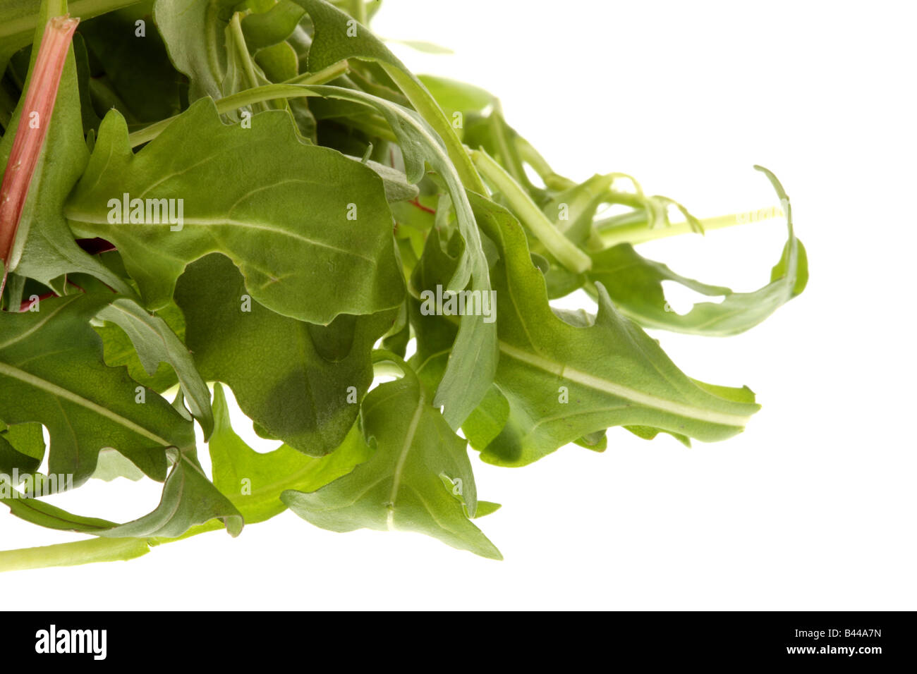 Rocket Salad Leaves Stock Photo Alamy