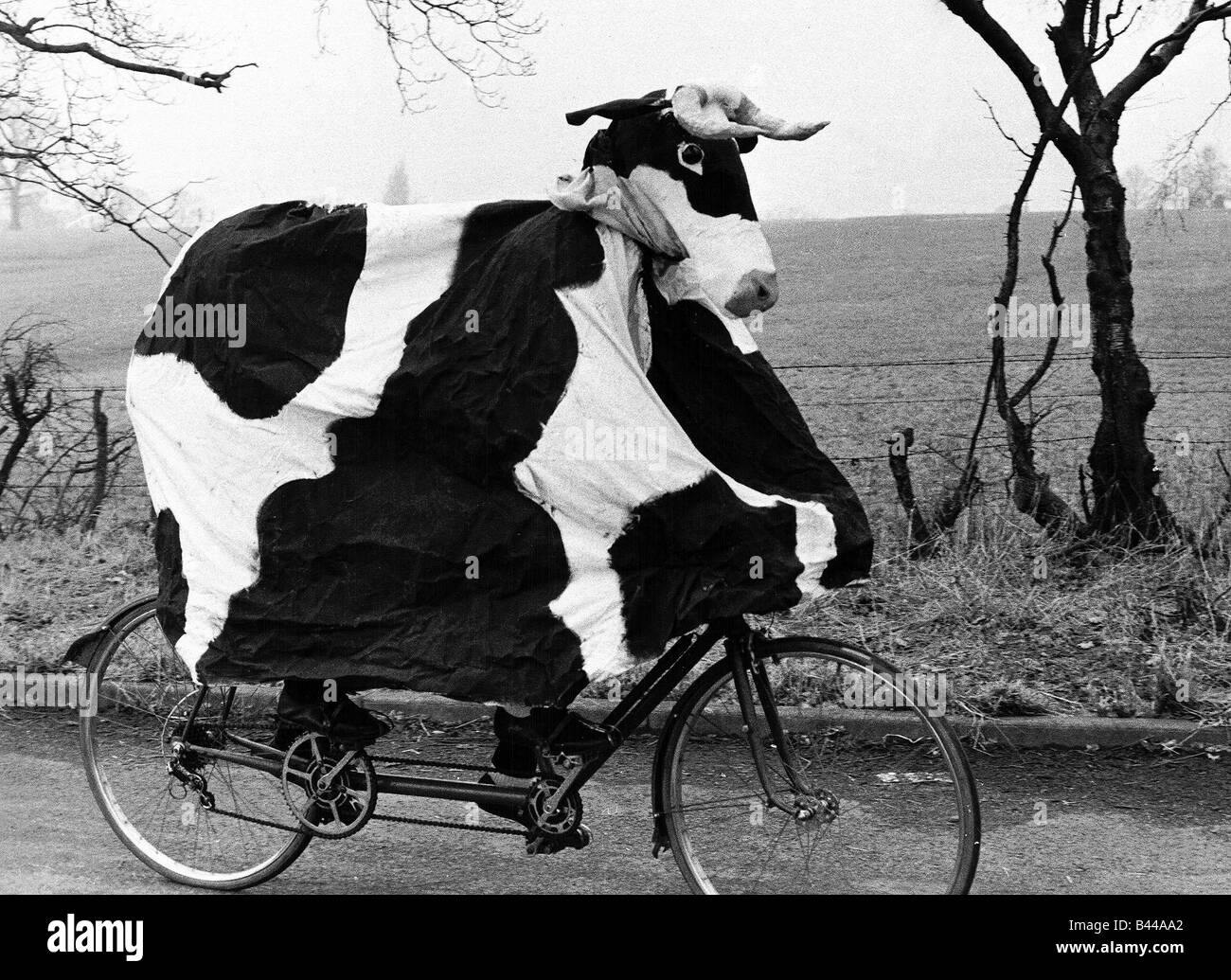 Pantomime Cow riding bicycle Graham Fardon and Bruce manton raising money  for charity whilst dressed in cow costume Funny silly Stock Photo - Alamy