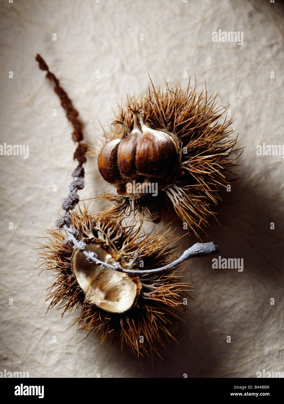 Chestnut and chestnut bur Stock Photo - Alamy