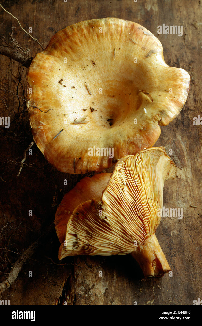 Saffron milk cap mushroom Stock Photo Alamy