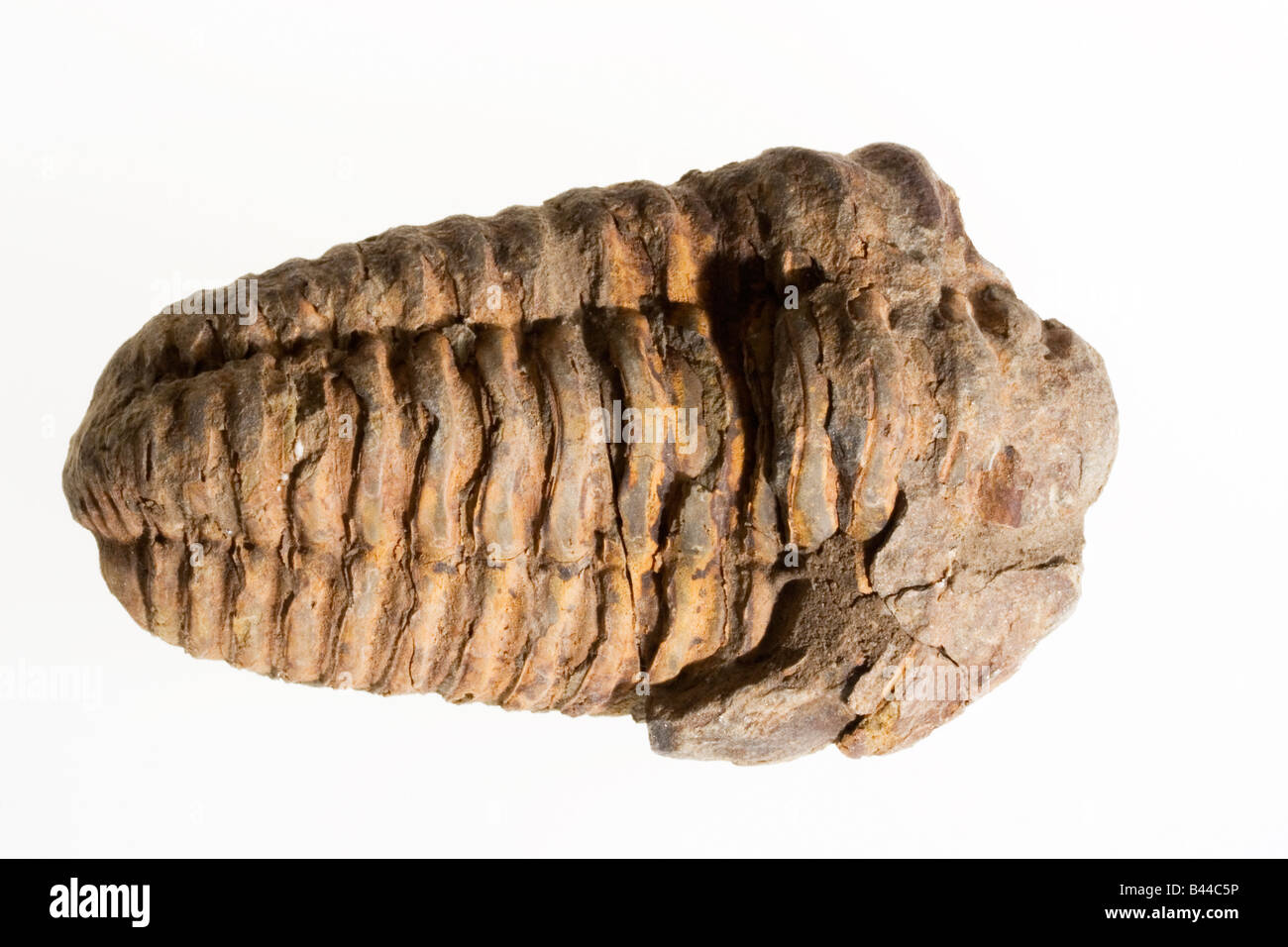 Trilobite Fossil Stock Photo