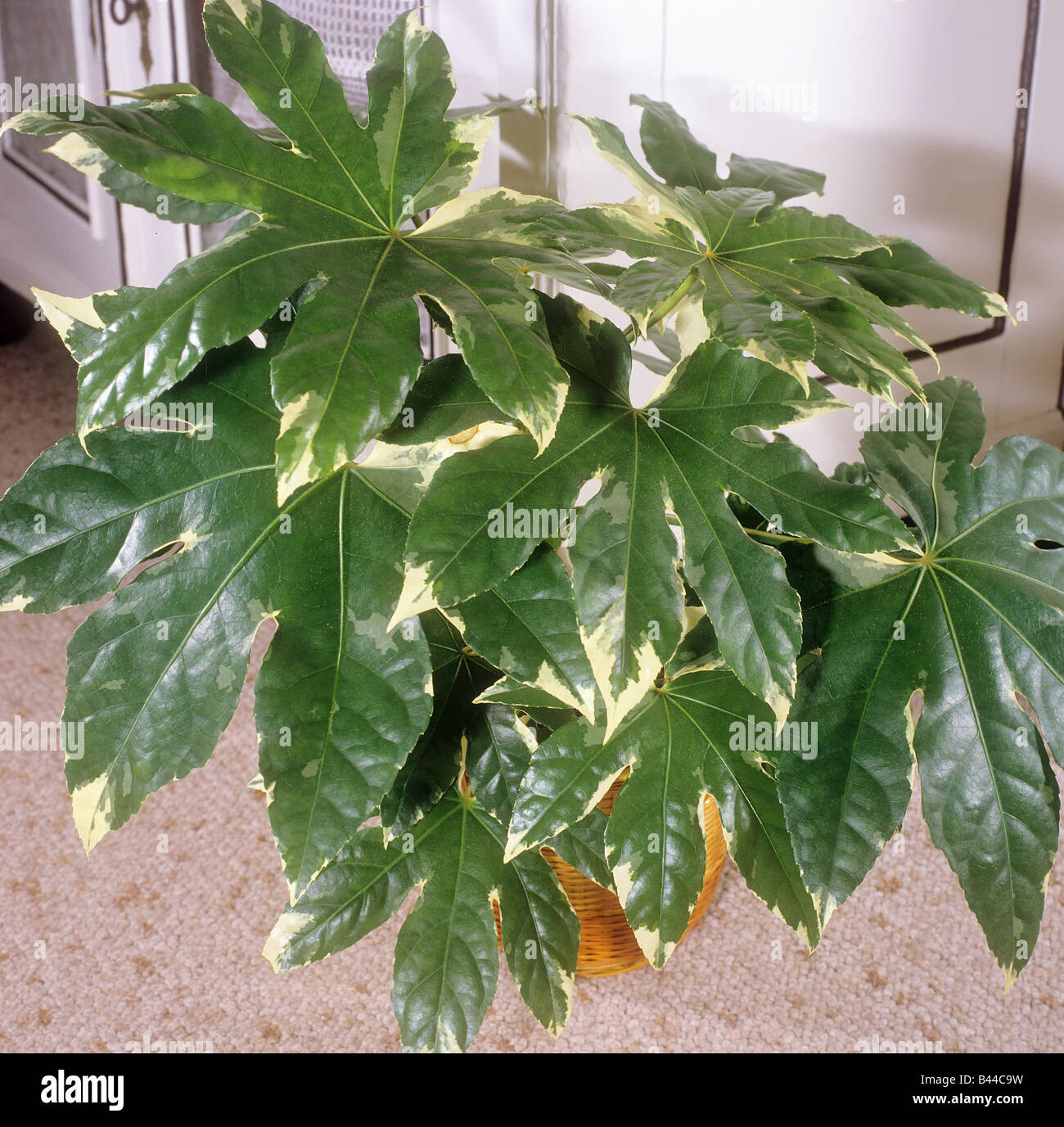 japanese aralia / Fatsia japonica Stock Photo