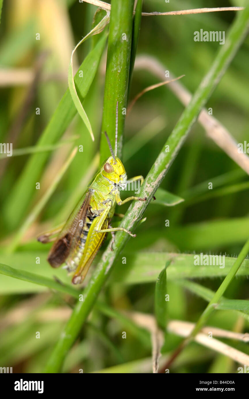 Common Green Grasshopper Stock Photo