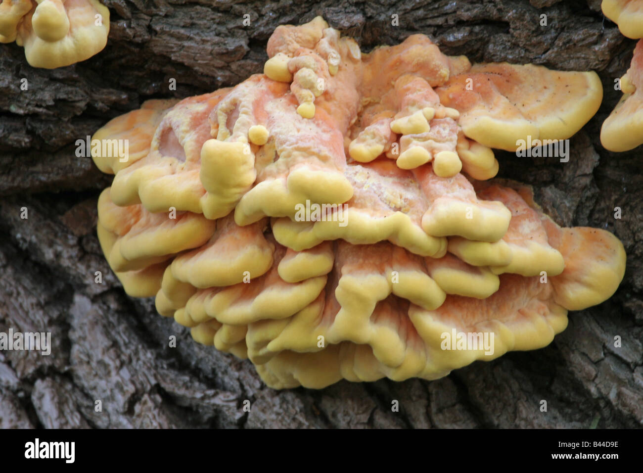 yellow fungus growing on tree Stock Photo Alamy