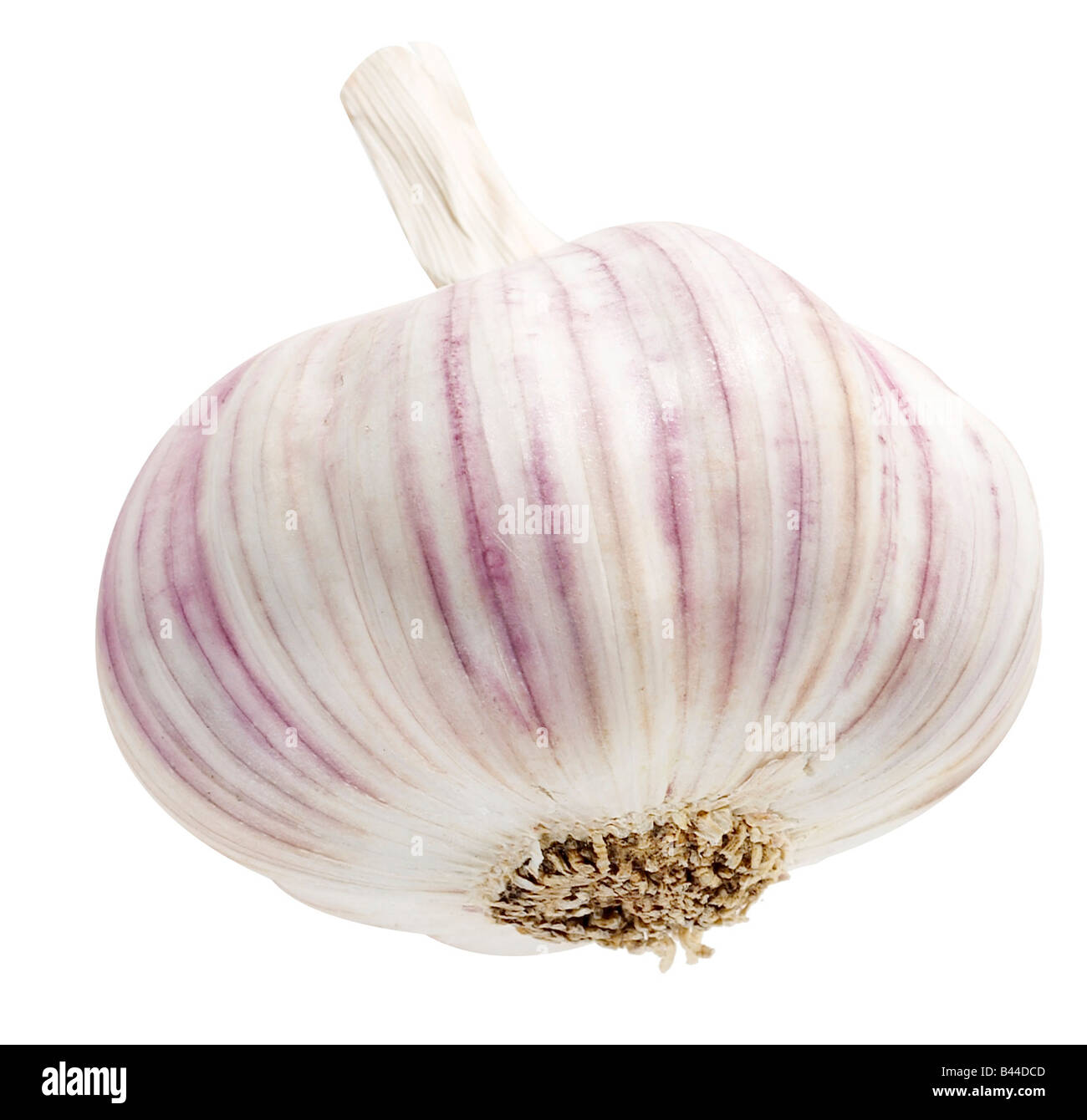 head of garlic Stock Photo Alamy