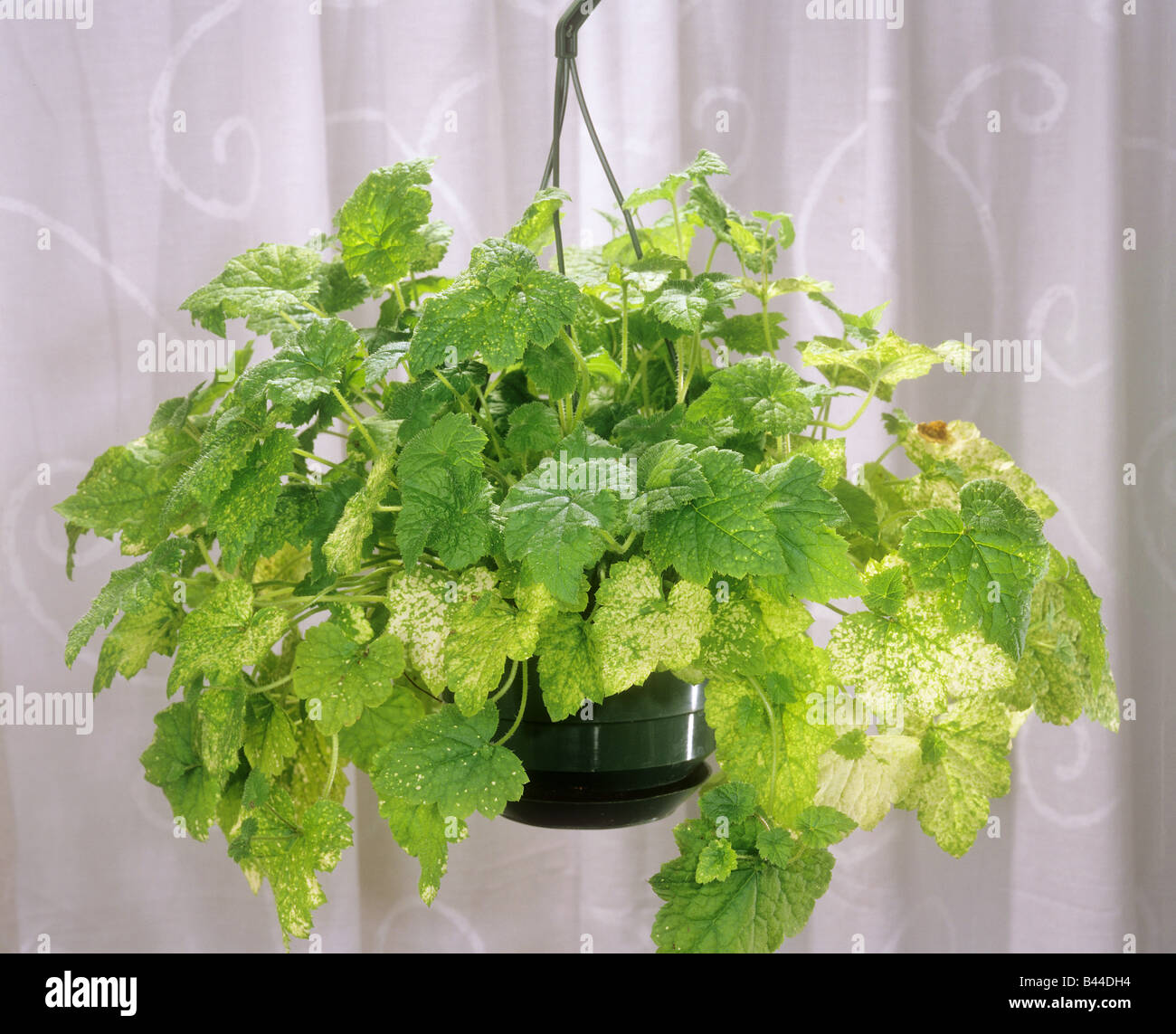 youth on age Stock Photo