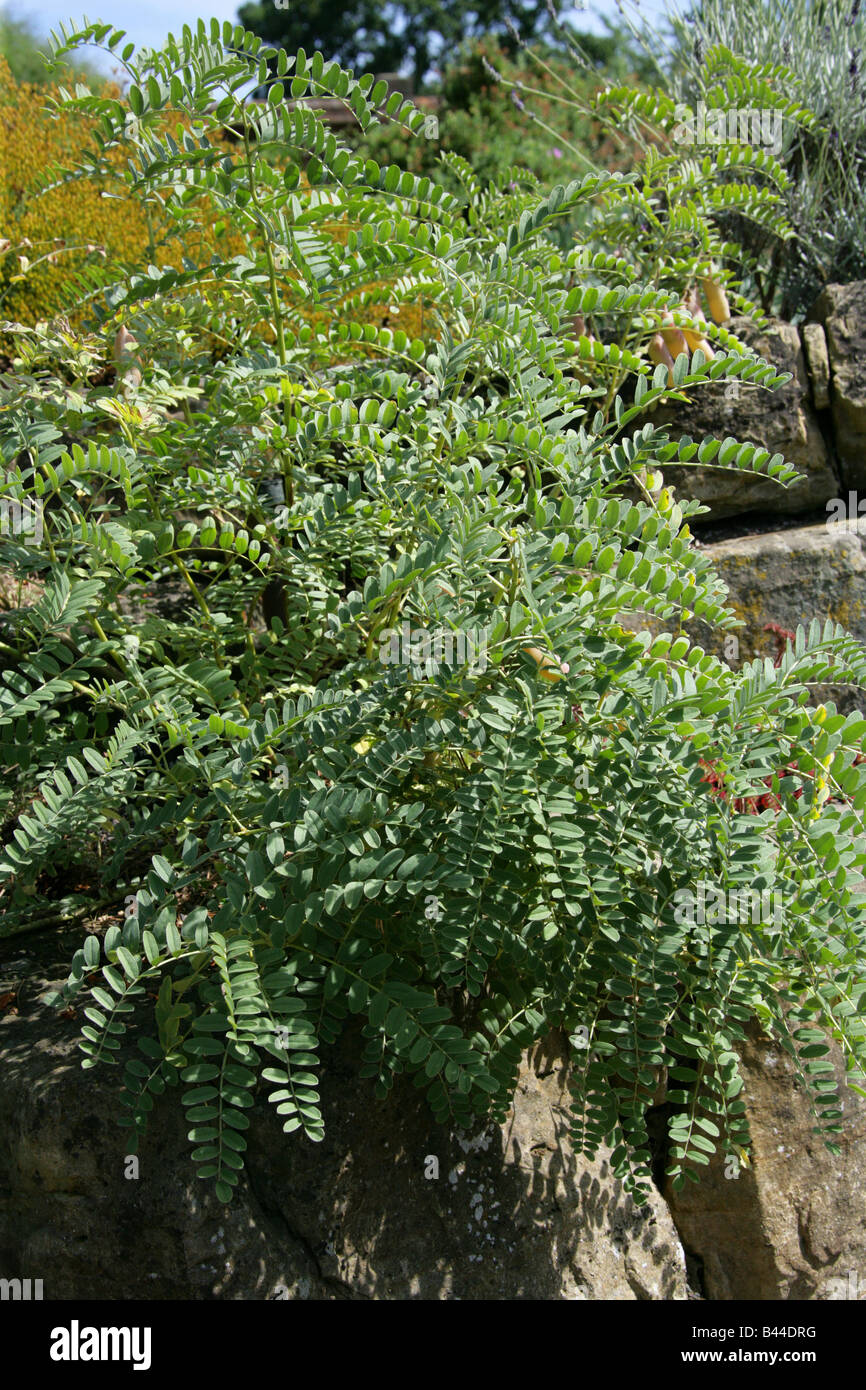 Milk Vetch, Astragalus lusitanicus subsp orientalis, Fabaceae, Mediterranean, Morocco and Turkey Stock Photo