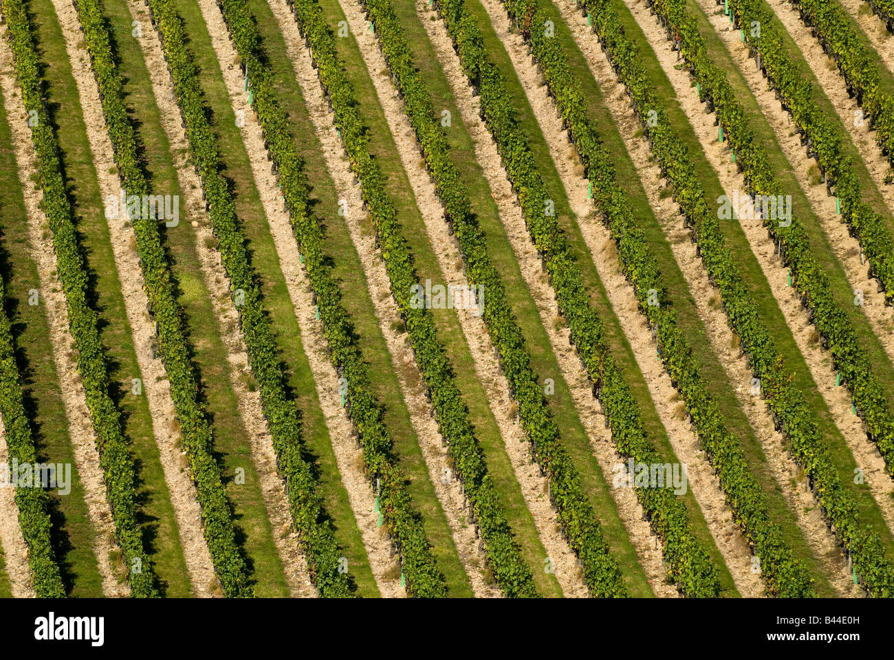 Couly-Dutheil / Clos de l'Echo vineyard, Chinon, France. Stock Photo