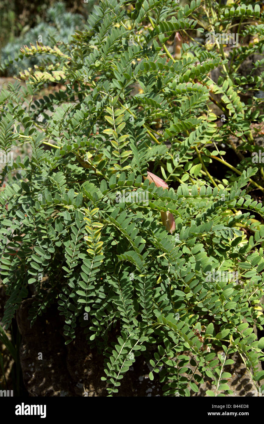 Milk Vetch, Astragalus lusitanicus subsp orientalis, Fabaceae, Mediterranean, Morocco and Turkey Stock Photo