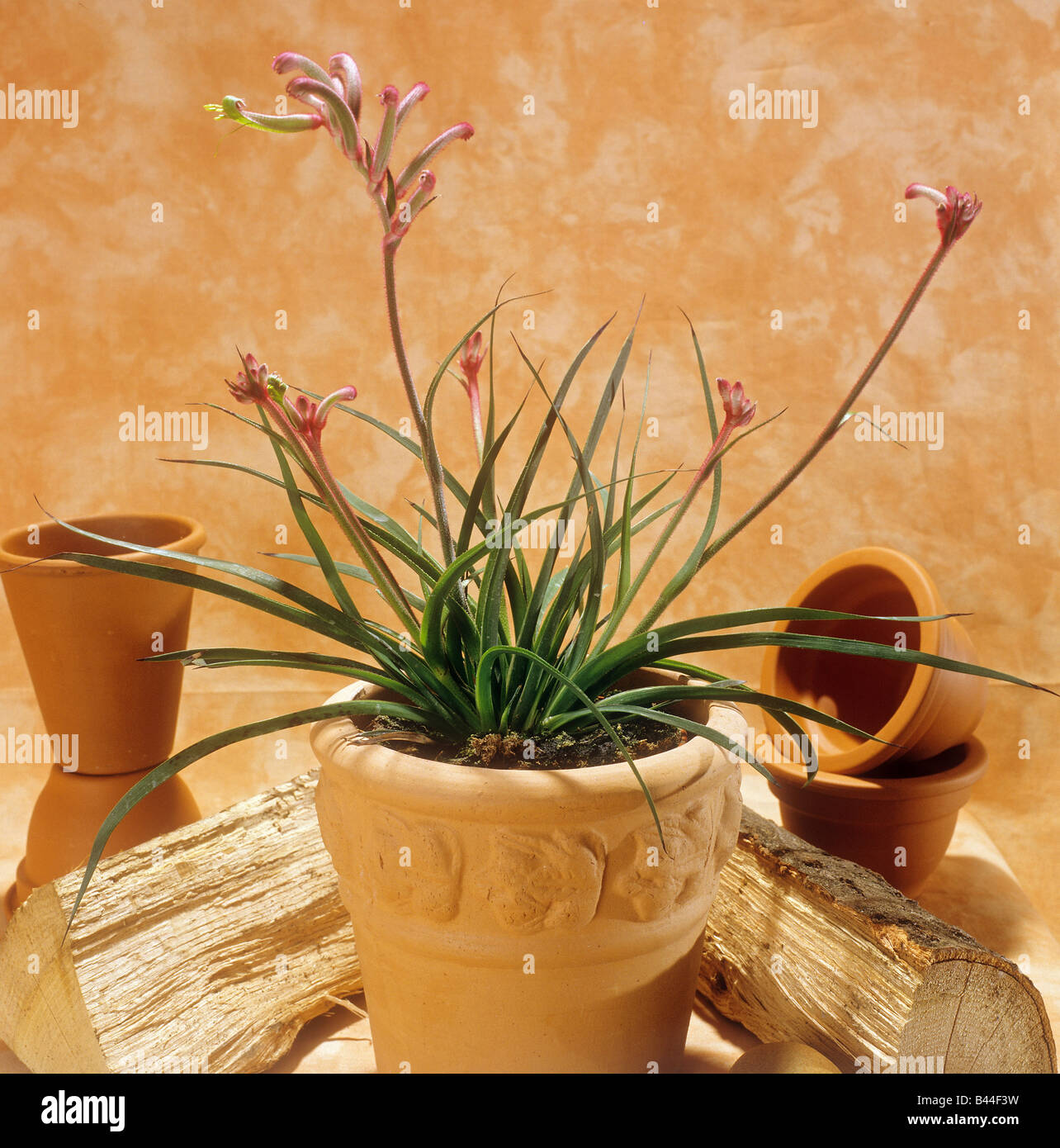 tall Kangaroo Paw Stock Photo