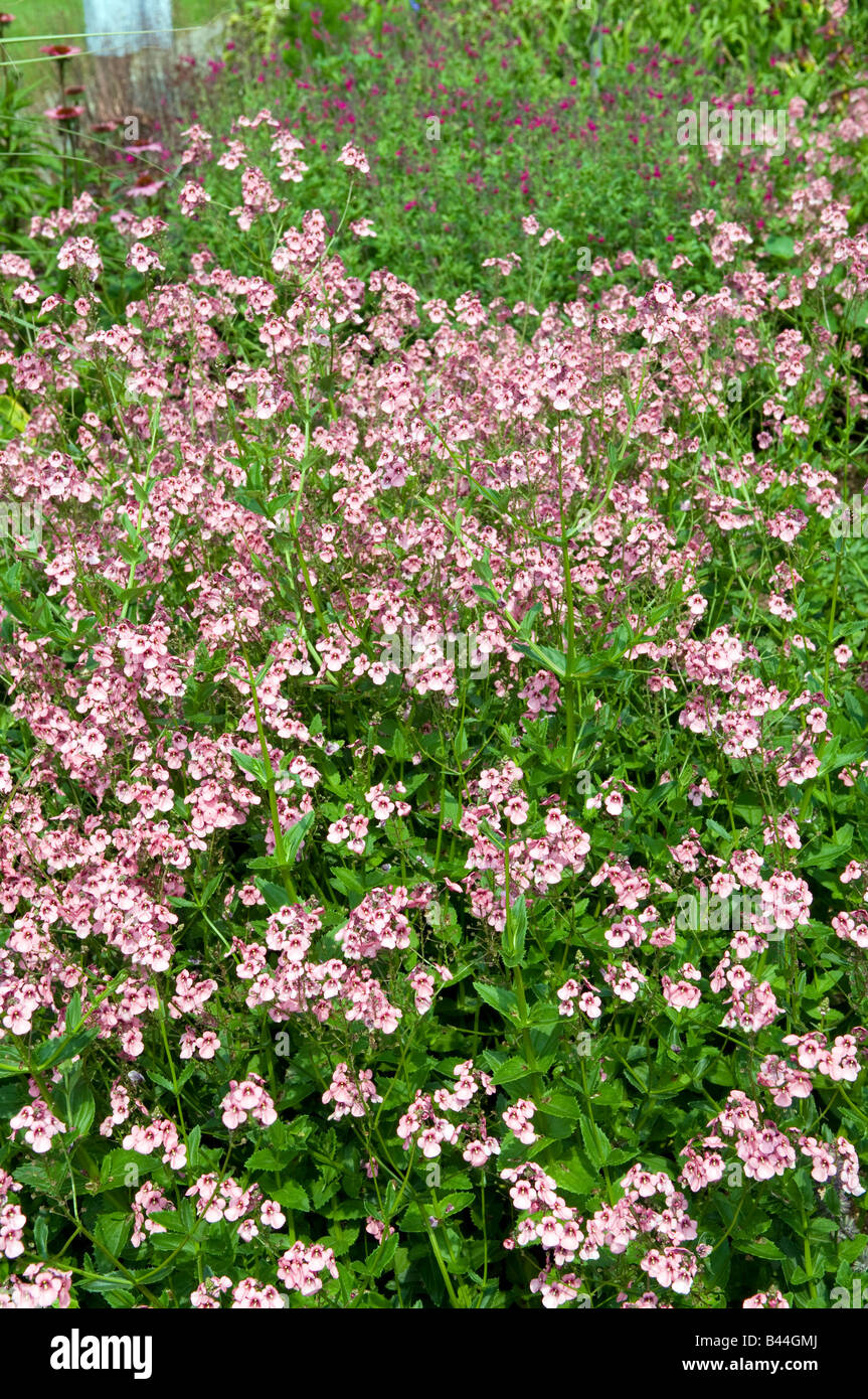 Diascia personata hi-res stock photography and images - Alamy