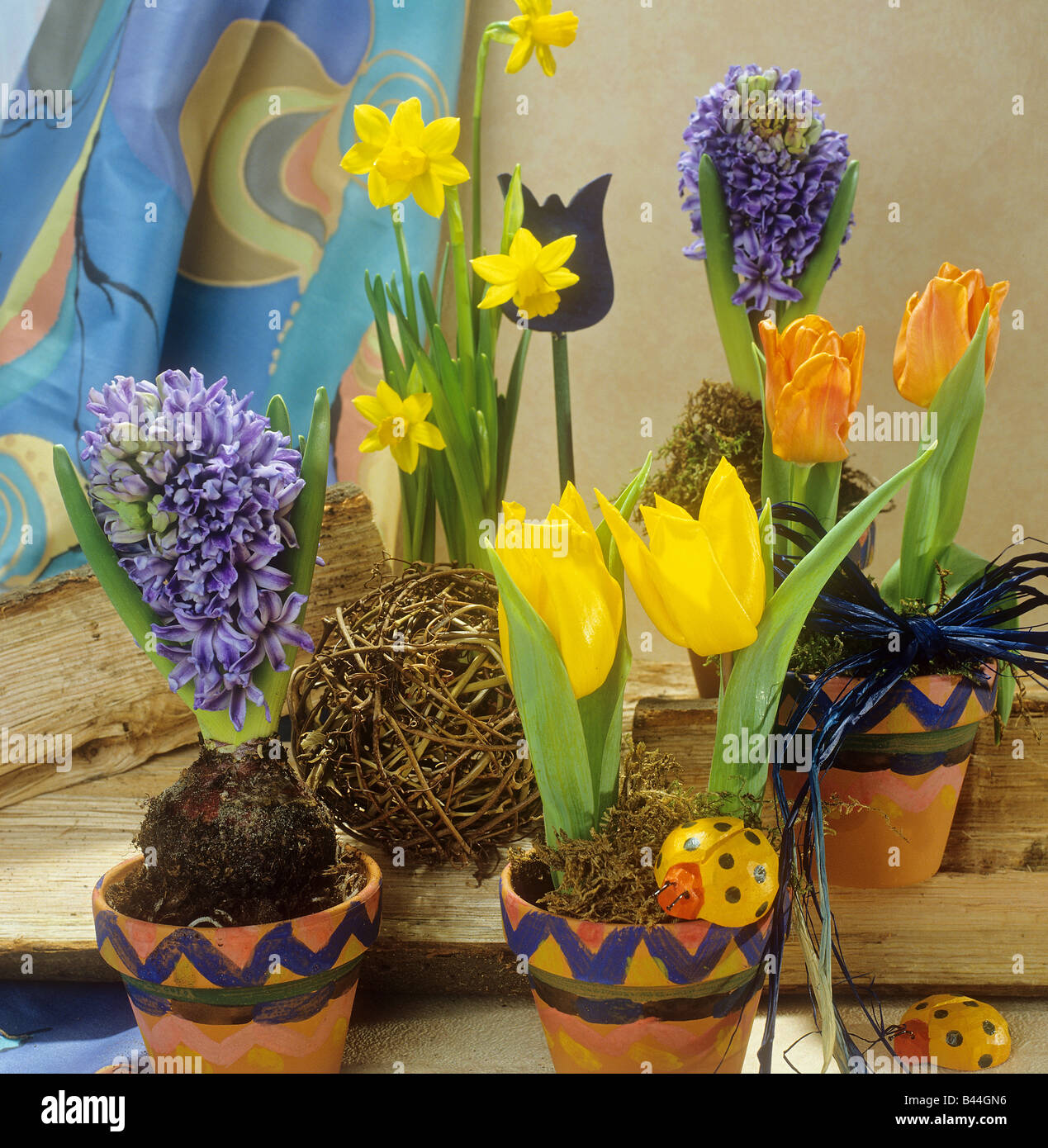 daffodils , tulips and hyacinths Stock Photo Alamy