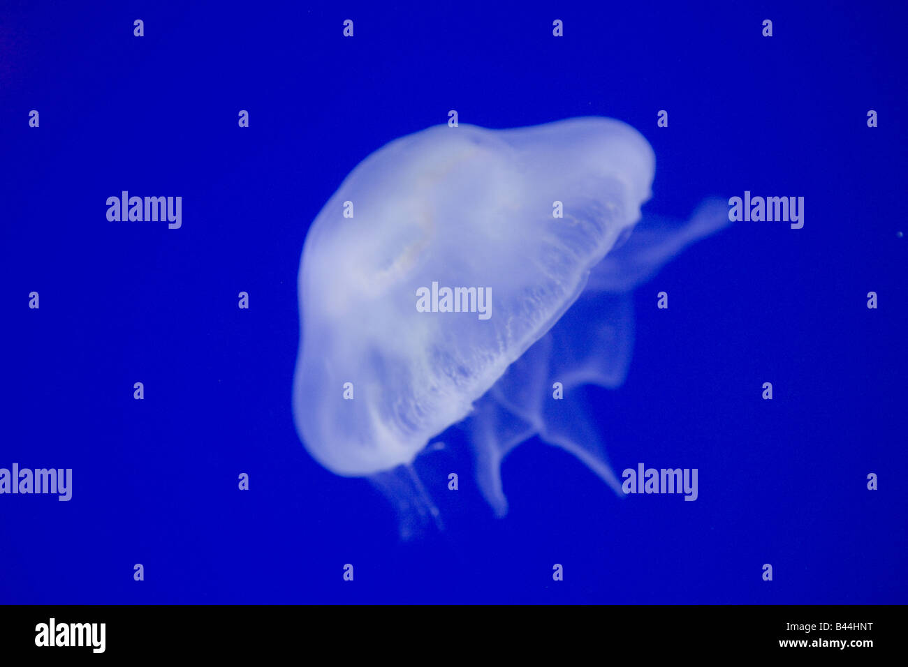 Moon jelly hi-res stock photography and images - Alamy