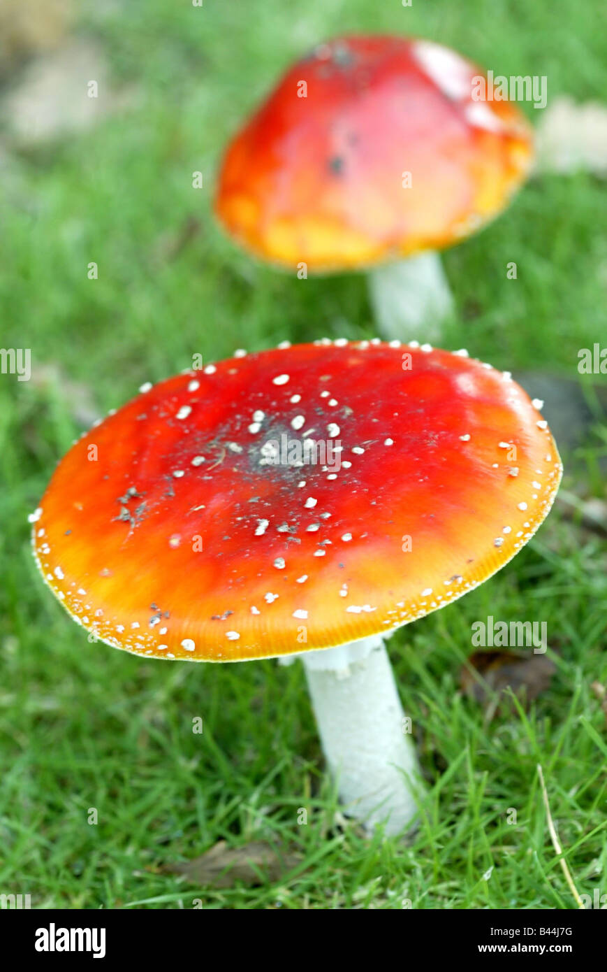 Toadstools in Warwickshire October 2006 Stock Photo
