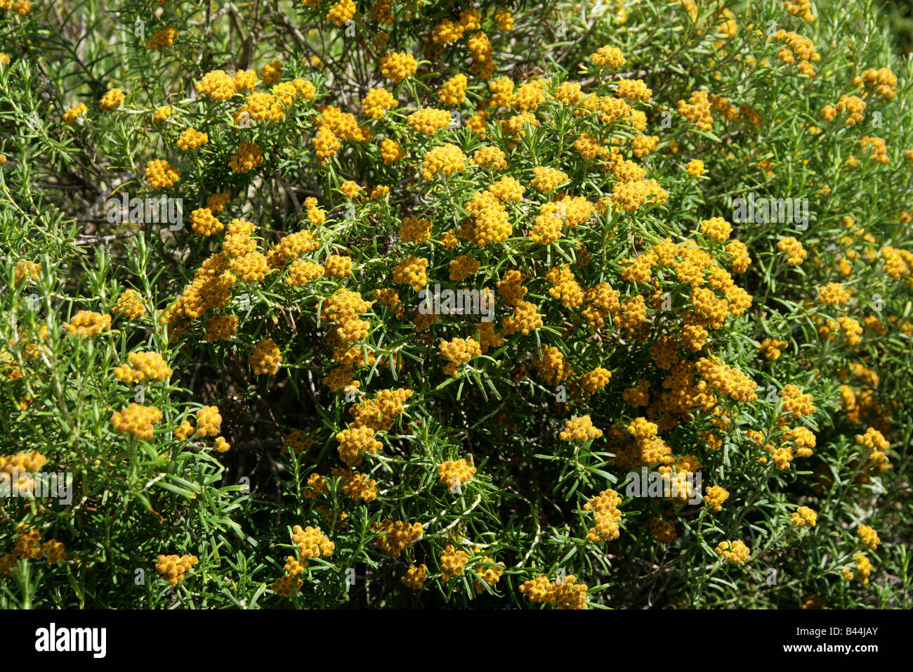 Strawflower aka Everlasting Flower, Helichrysum trilineatum, Asteraceae, South Africa. Stock Photo