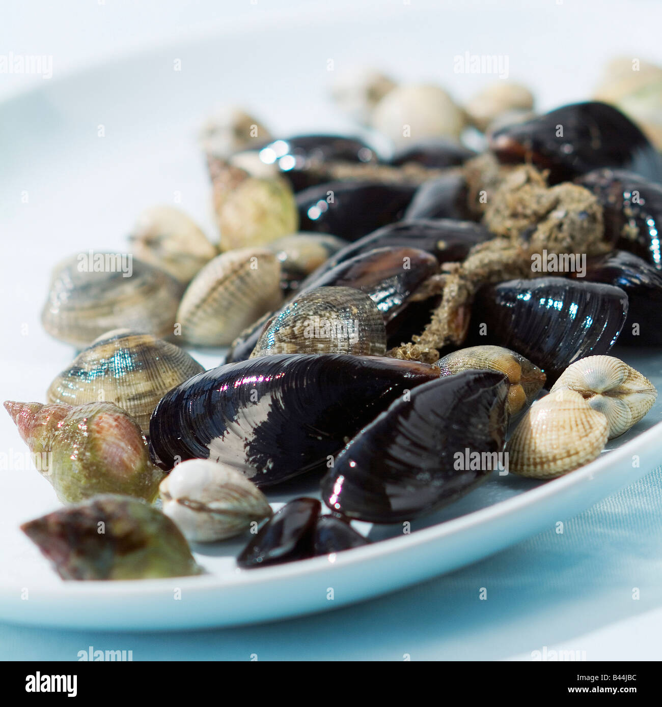 Selection of shellfish Stock Photo Alamy