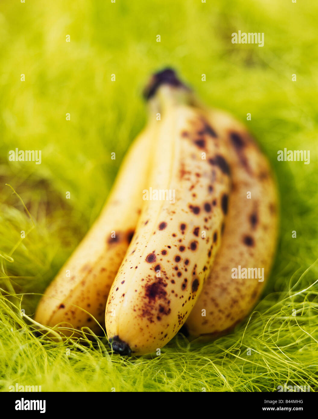 Bananas in the grass Stock Photo Alamy