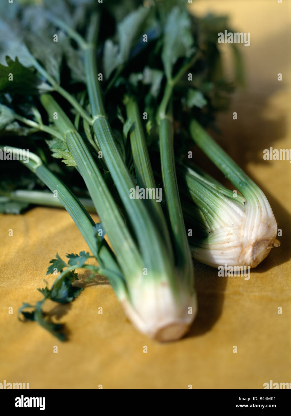 Celery Bulb High Resolution Stock Photography and Images Alamy