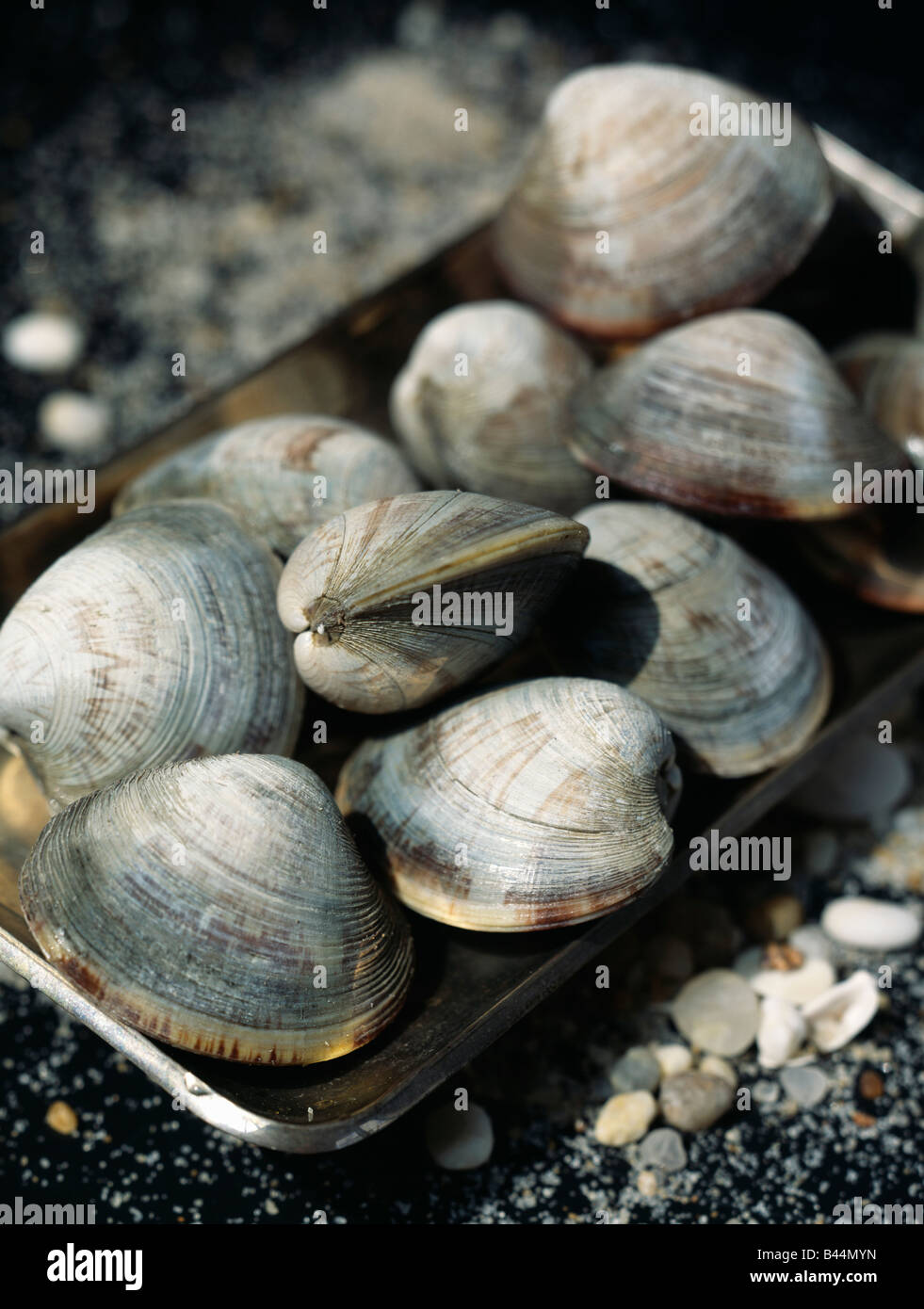 Carpet shell clams hires stock photography and images Alamy