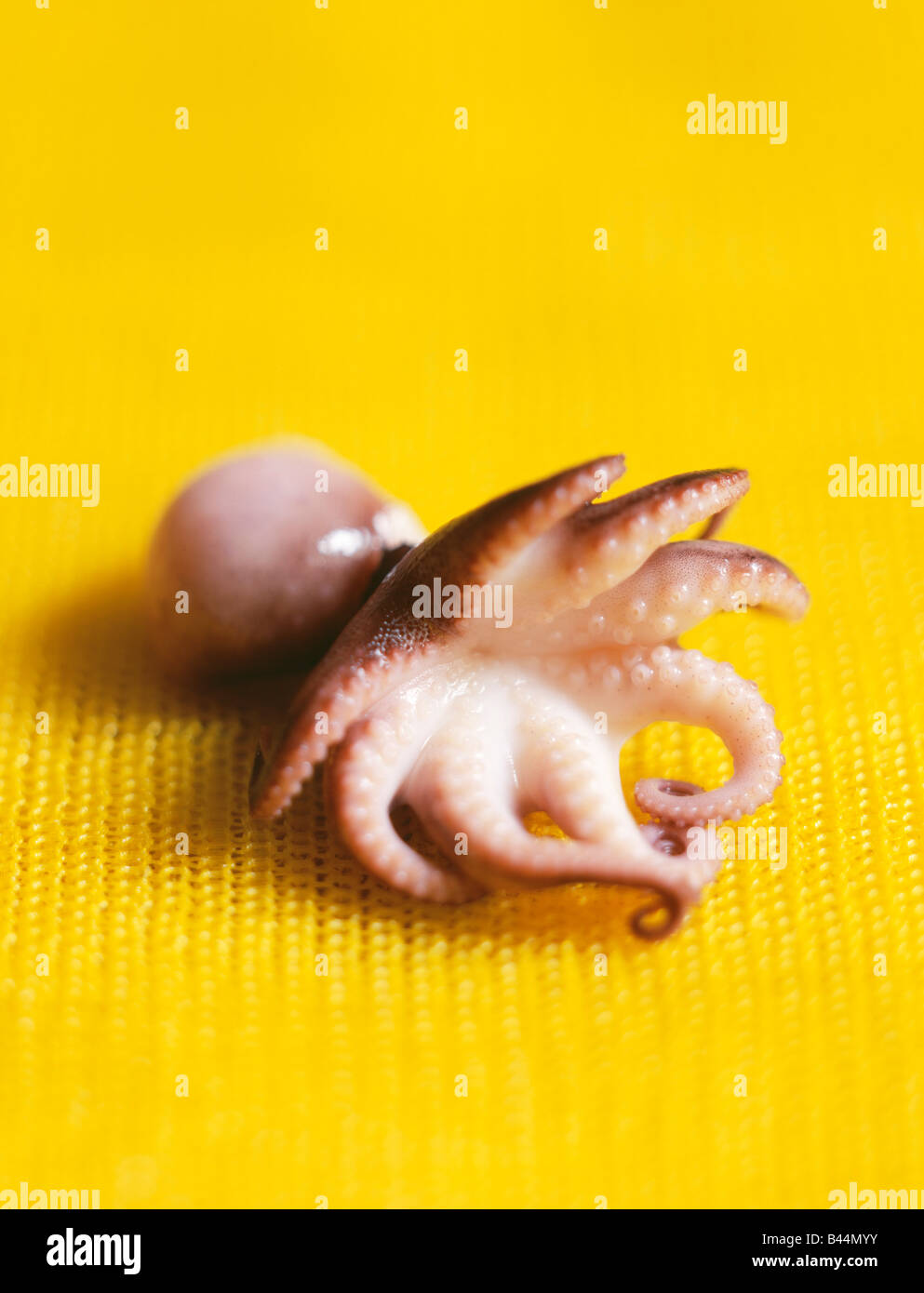 Baby squid Stock Photo Alamy
