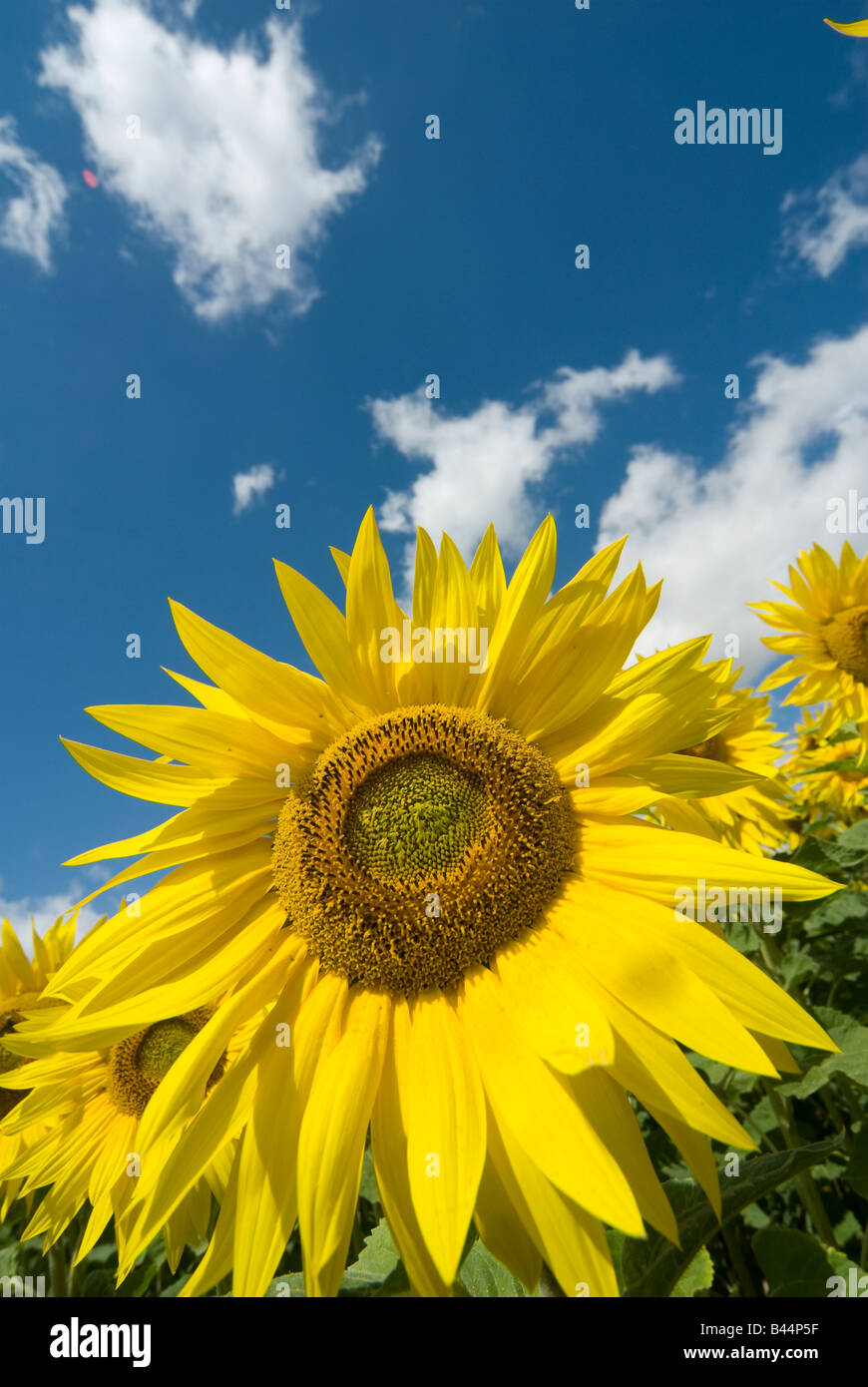 Beautiful bright yellow sunflowers growing in a field in normandy