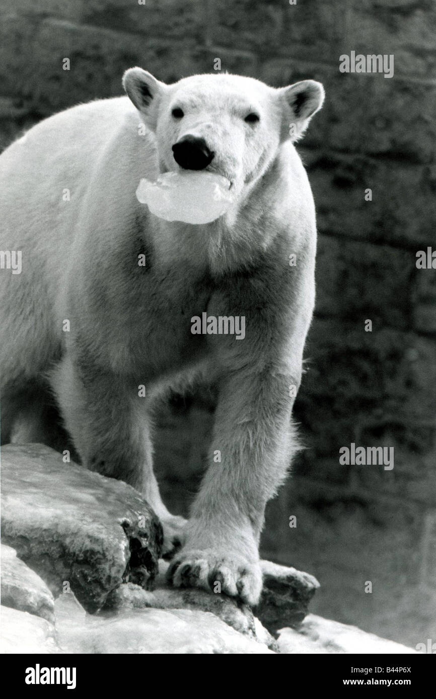 Polar bear with mouth full of ice at Chessington Zoo surrey Snow icy