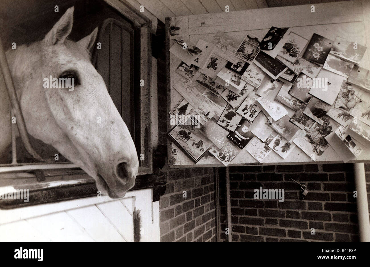 Desert Orchid Racehorse December 1989 at Home in his Stable christmas cards pinned to the stable door 13 12 1989 Stock Photo