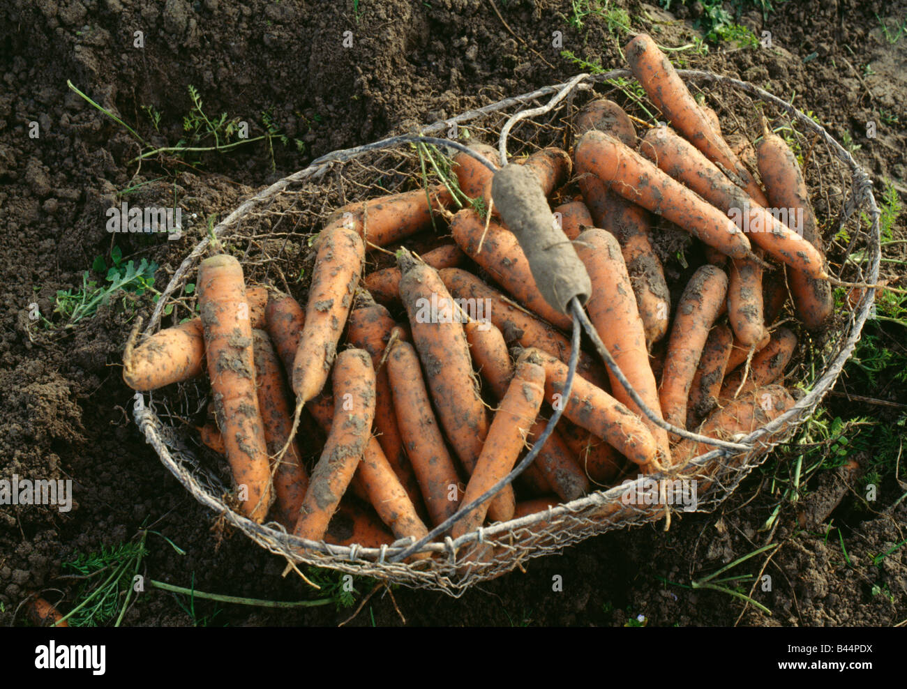 Early carrot garden hi-res stock photography and images - Alamy