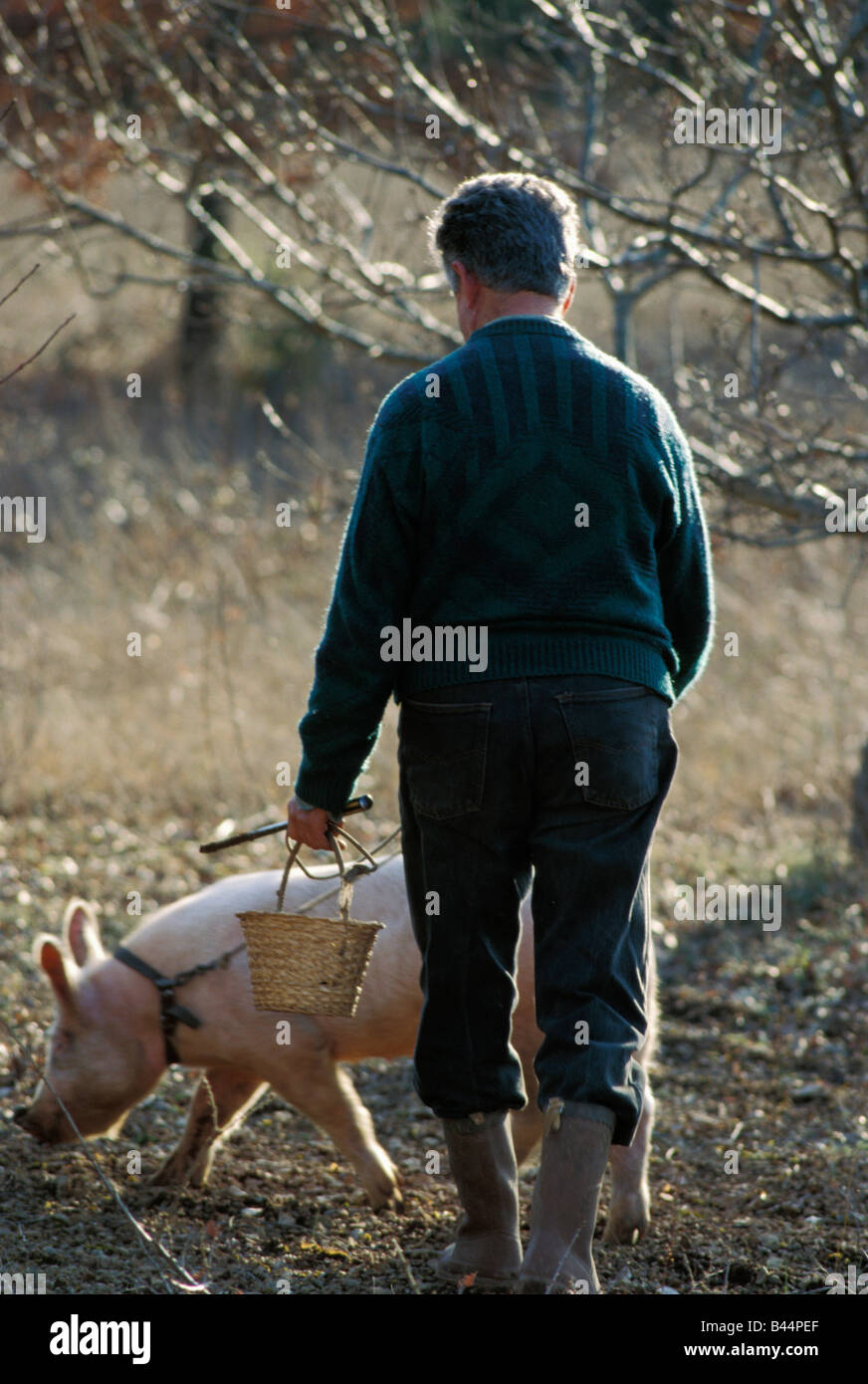 Pig looking for truffles Stock Photo Alamy