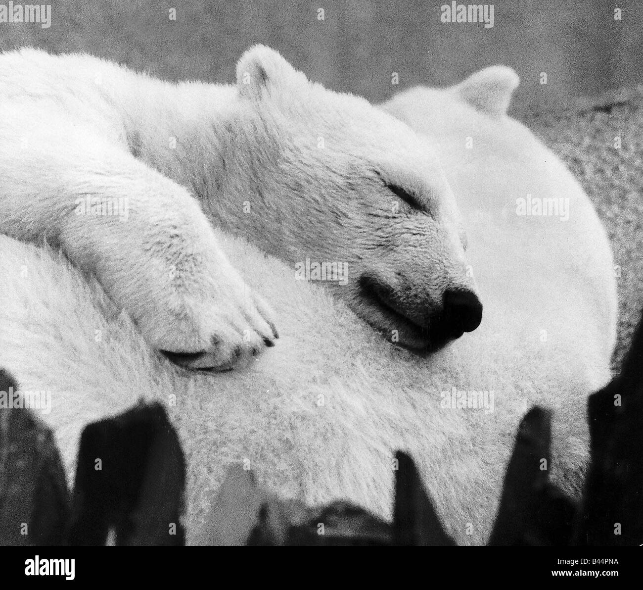 Baby polar bear asleep with his mother at London Zoo dbase Stock Photo