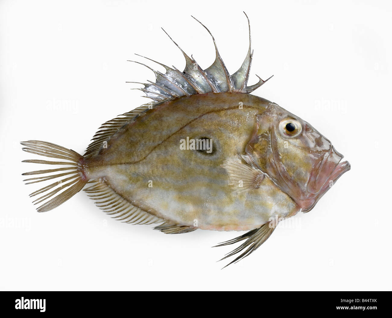 John dory fish Stock Photo Alamy