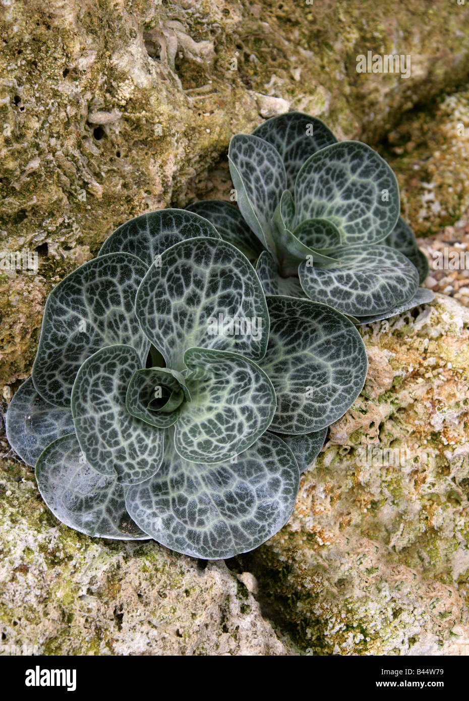 Dictyolimon macrorrhabdos, Plumbinagaceae. Kashmir, India Stock Photo