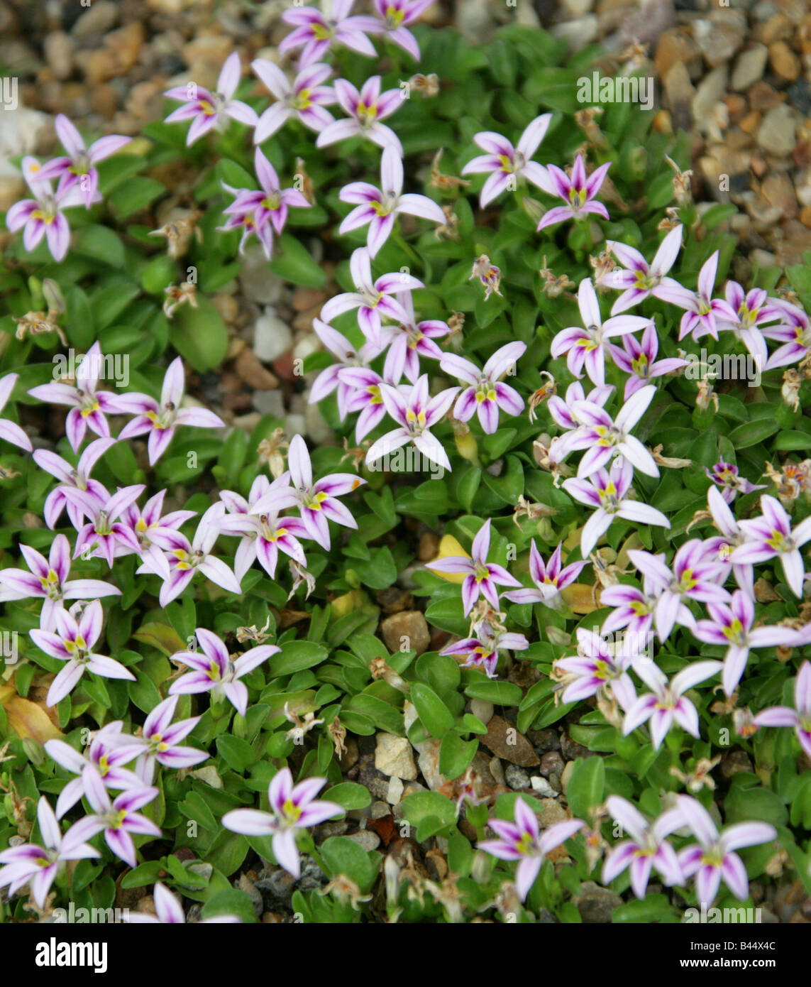 Campanula, Lobelia oligophylla syn. Hypsela reniformis, Pratia repens and Pratia subsessilis. Alpine Plant from Ecuador. Stock Photo