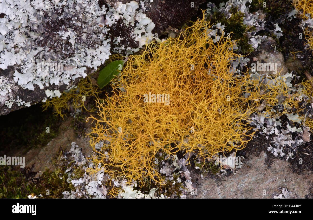 Golden hair lichen Teloschistes flavicans UK Classified as vulnerable Stock Photo