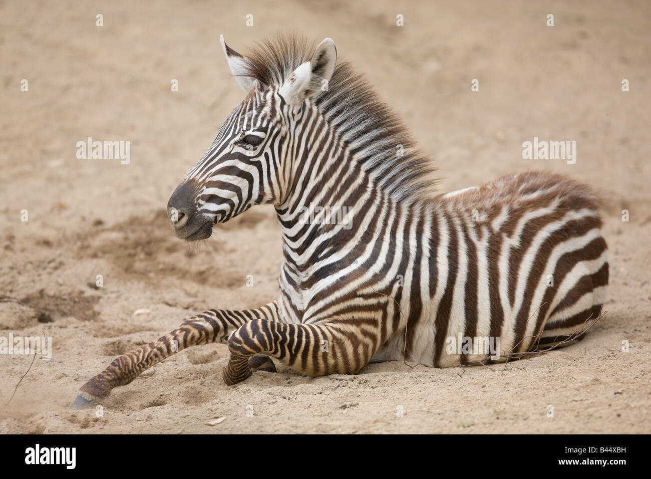young Zebra sitting - Equus zebra zebra Stock Photo
