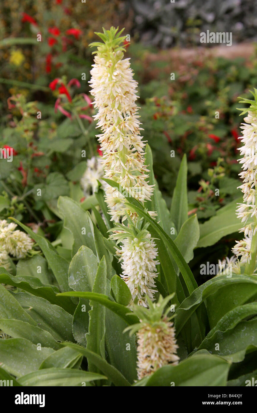 Pineapple Lily, Eucomis zambesiaca, Hyacinthaceae, from the Highland Regions of Malawi, Africa Stock Photo