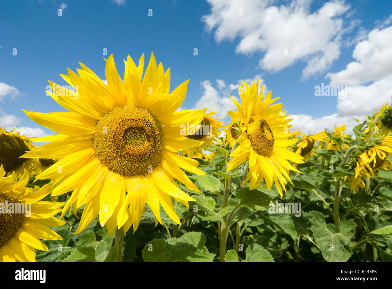 Beautiful bright yellow sunflowers growing in a field in normandy