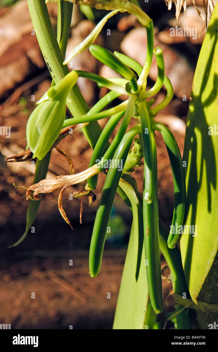 fermented plant juice Fruit & Flower main image 0