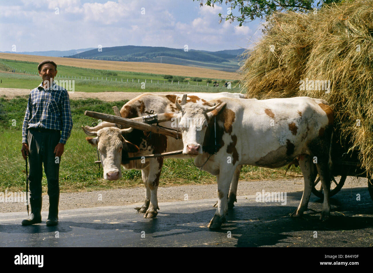 Peasant farmer and bullock cart North west Romania Stock Photo - Alamy