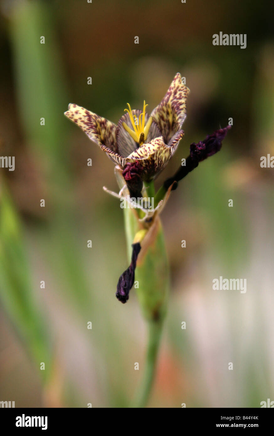 Tiger Flowers or Shell Flowers aka Jaguar Flower, Tigridia vanhouttei, Iridaceae, Mexico Stock Photo