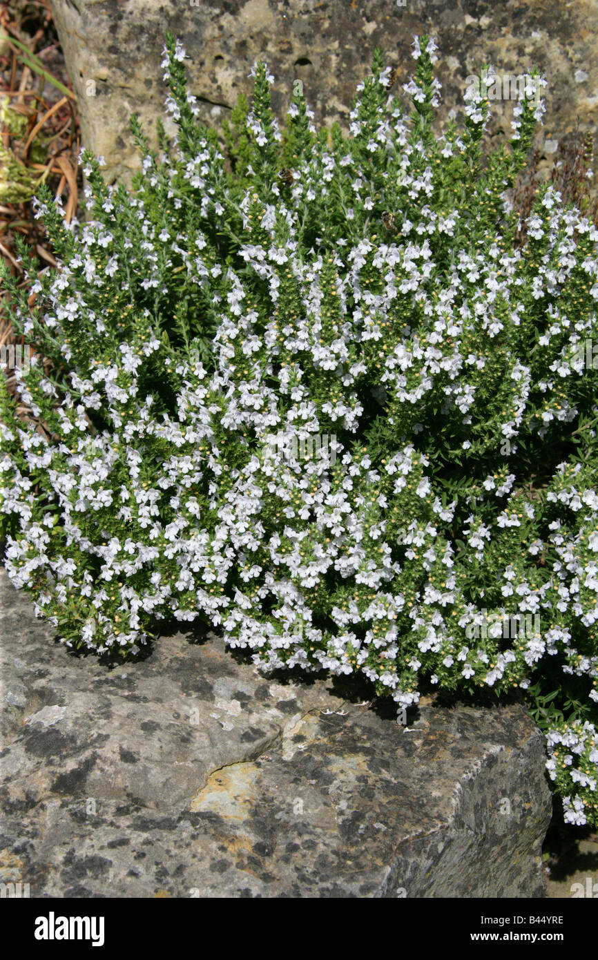 Sarriette aka Pèbre d'ai, Satureja parnassica, Lamiaceae, Europe Stock Photo