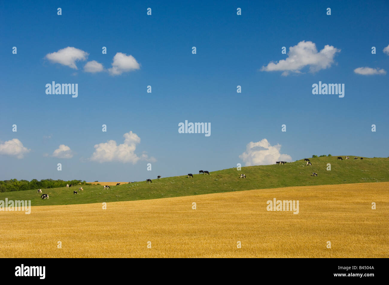 A field of ripe wheat with cows grazing on a hillside near Holland Manitoba Canada Stock Photo