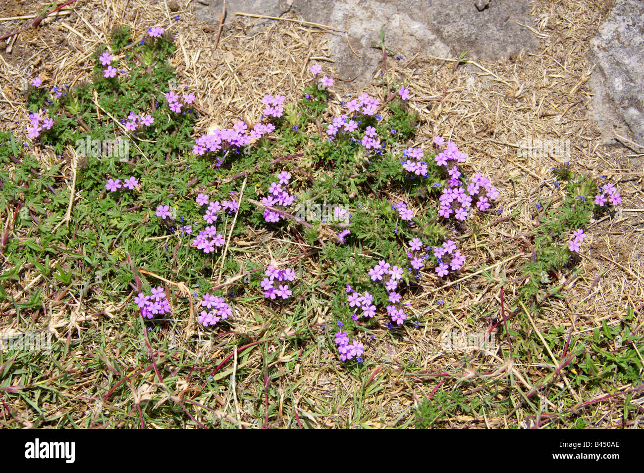 Mock Vervain or Mock Verbena, Glandularia dissecta, Verbenaceae. Wild Flowers at the Archeological Site of the Great Pyramid of Cholula, Mexico. Stock Photo