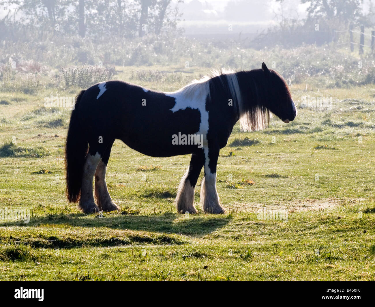 'Tracy', an Irish Tinker, on her pasture an early morning. Stock Photo