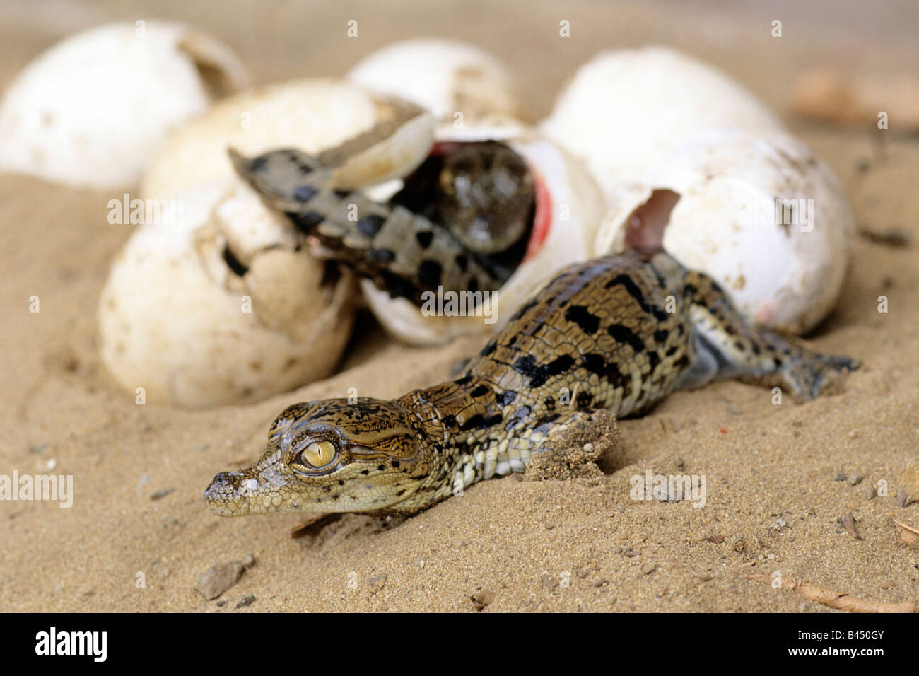 Crocodile egg nest hires stock photography and images Alamy
